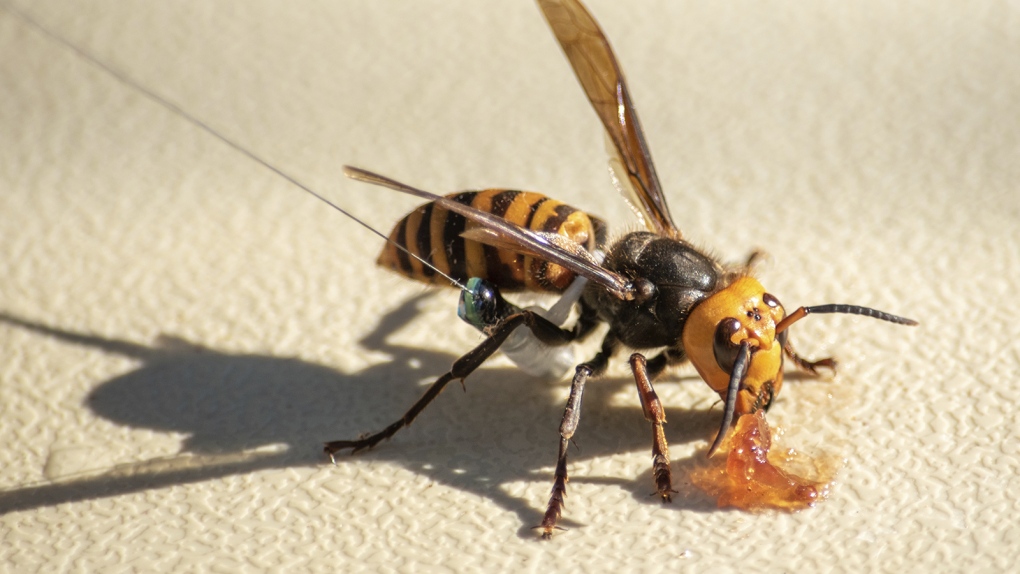 Was this the bug that stung you? Wasp sightings revive murder-hornet concerns