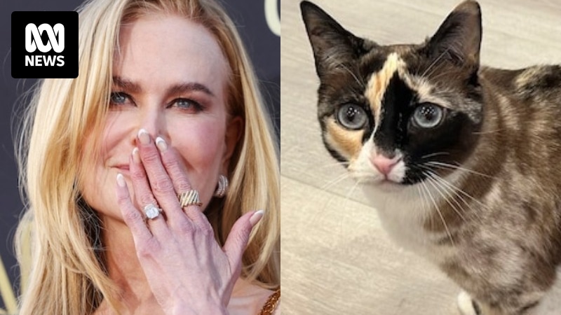 Weekly news quiz: Bonza cancellations, Nicole Kidman's award and a cat far from home