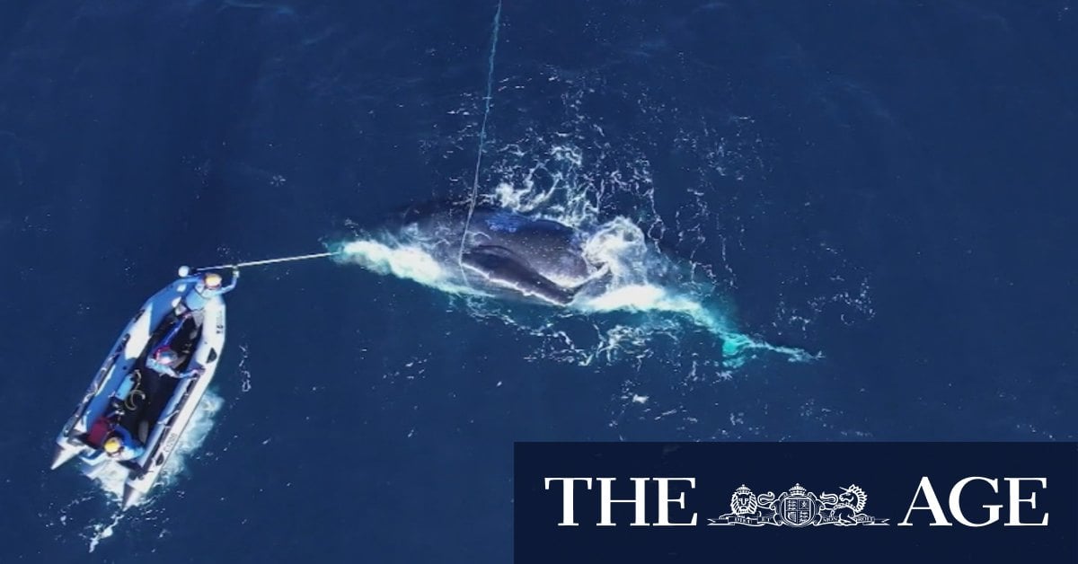 Whale rescued near Rottnest Island