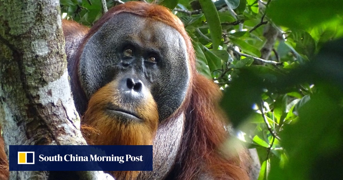 Wild orangutan seen using medicinal plant to treat wound, scientists say