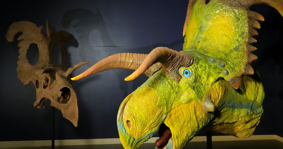 A new horned dinosaur, going on display in Utah, is altering how scientists think about evolution