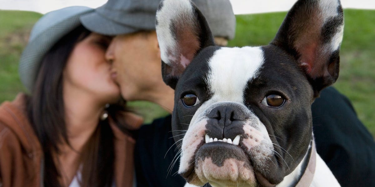 I don't like dogs, and it's messing up my dating life