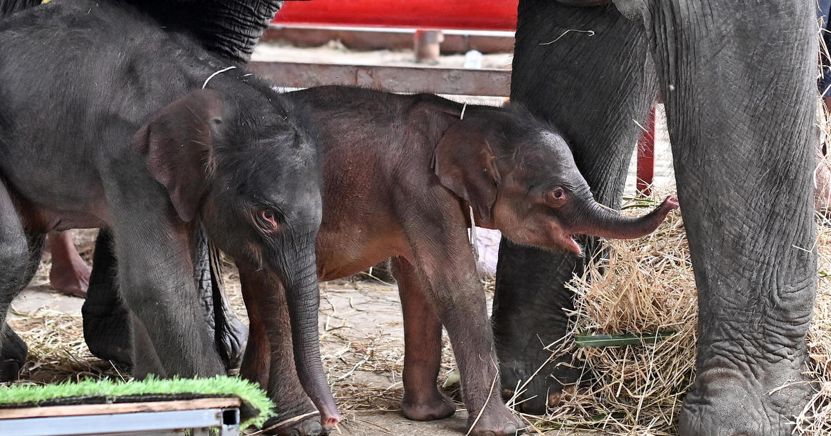 Rare "miracle" elephant twins born in Thailand