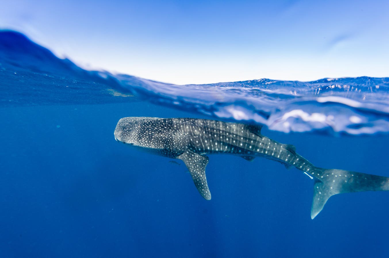 Unexpected Encounter With Whale Shark In Australia