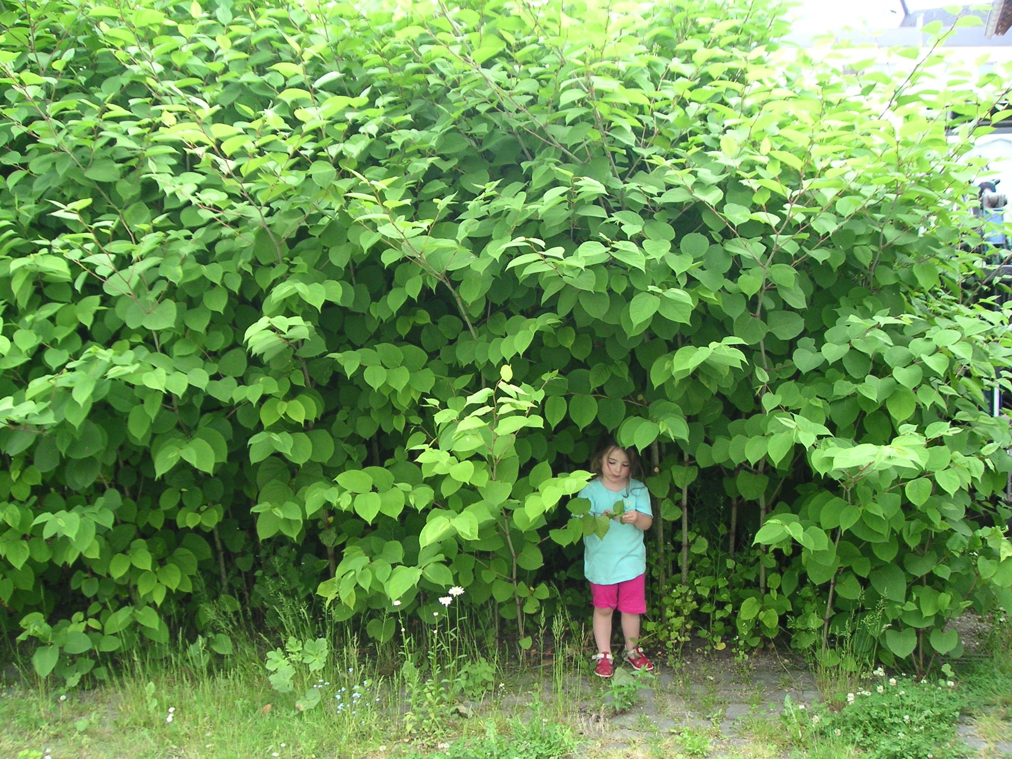 The Dual Nature of Japanese Knotweed