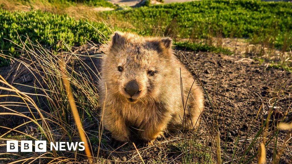 Tasmania entices winter tourists with 'odd jobs' offer