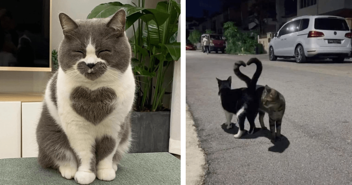 26 Charming Cat Pictures To Replace Your Dating App Swiping