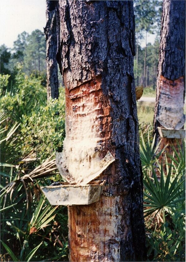 Pine Sap, Turpentine, and Potatoes