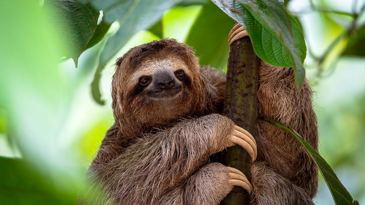 Sloth Thinking Of Maybe Hanging From Tree For Another 80 Hours