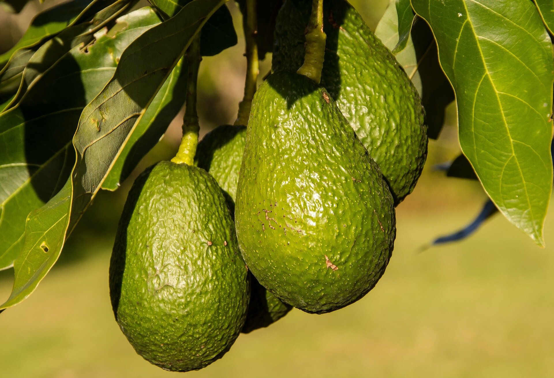 What actually makes avocados bad for the environment?