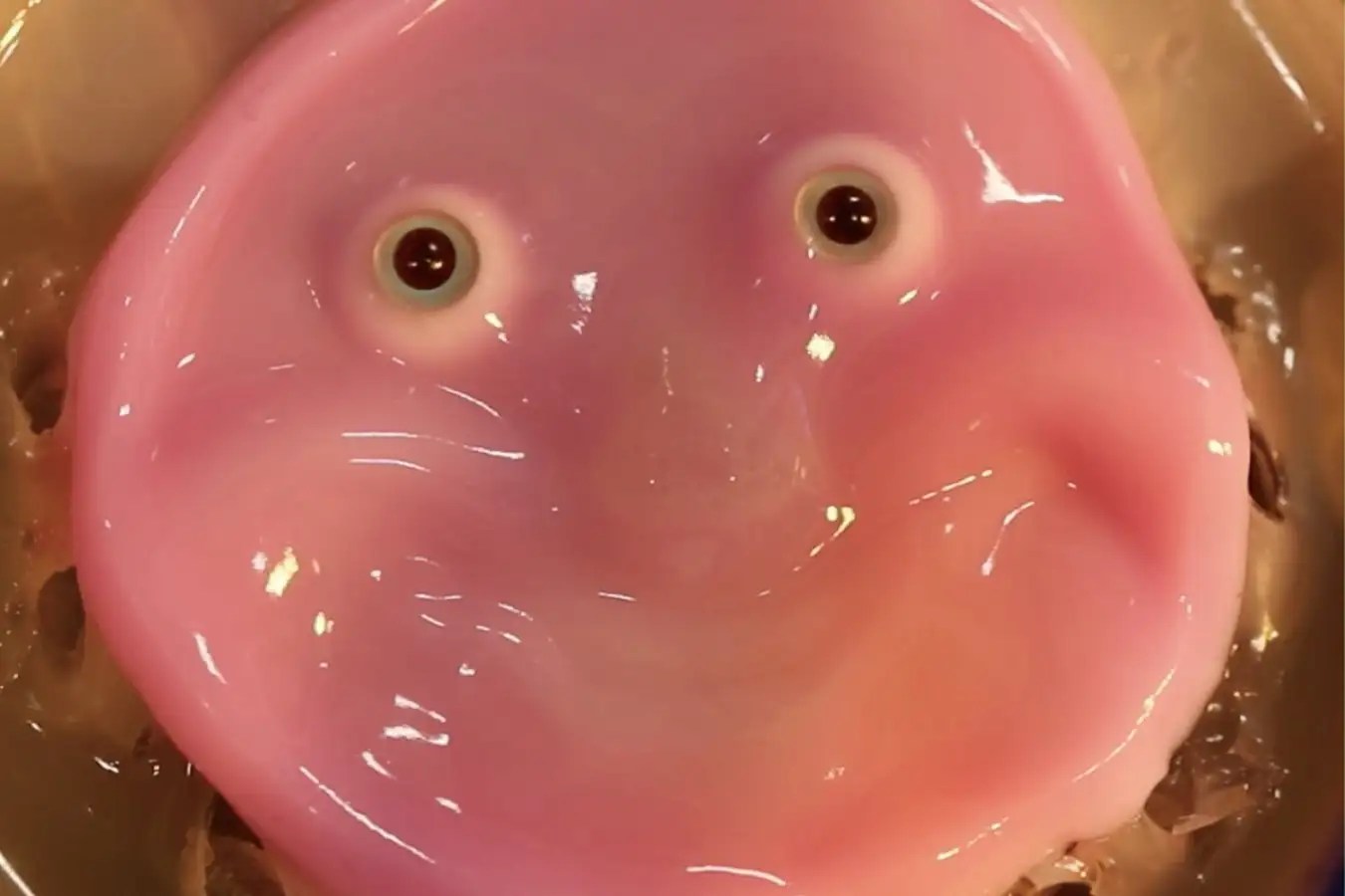 Living Human Skin Cells Used To Create Emotive Robot Face