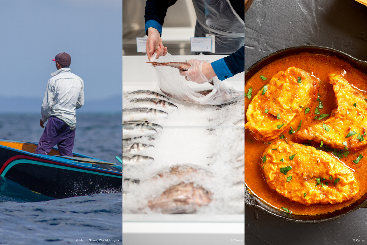 Saving our seafood, from boat to bowl