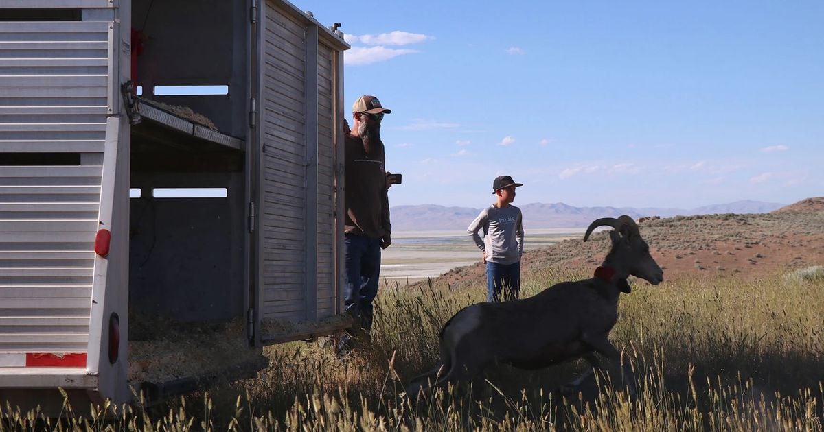 Bolstering bighorns: Northern Utah rangeland finds new purpose as nursery for wild bighorn sheep