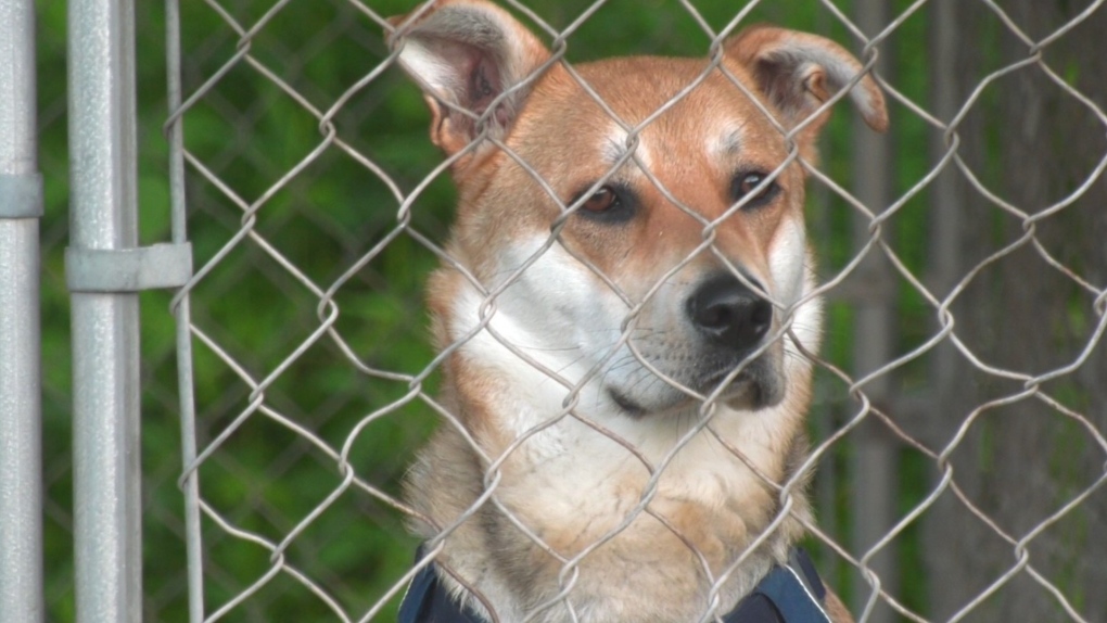 Adult dogs, puppies arrive in Moncton from Manitoba in search of forever homes