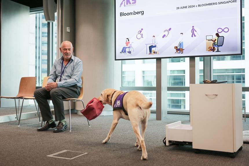 Assistance dogs in Singapore see job scope, access to places expand 