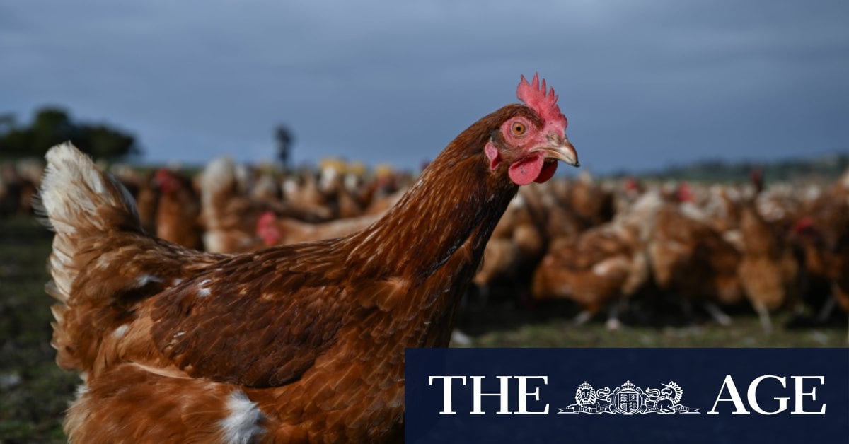 Bird flu detected on Hawkesbury egg farm