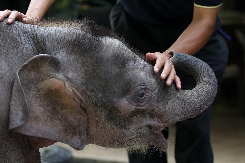 Bornean elephants endangered due to human activity, wildlife experts say 