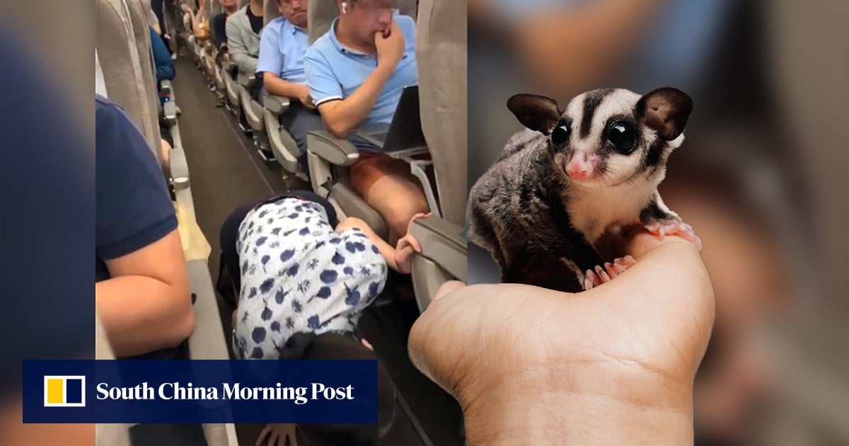 China woman causes commotion by bringing pet sugar glider onto plane, leading to evacuation