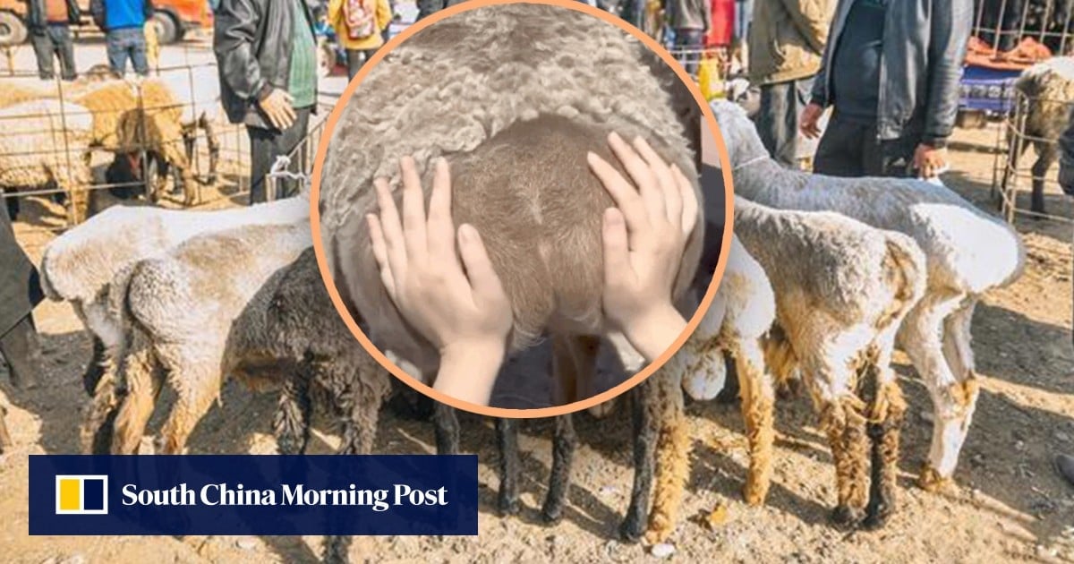 China youth embrace strange stress-relief trend of touching buttocks of sheep
