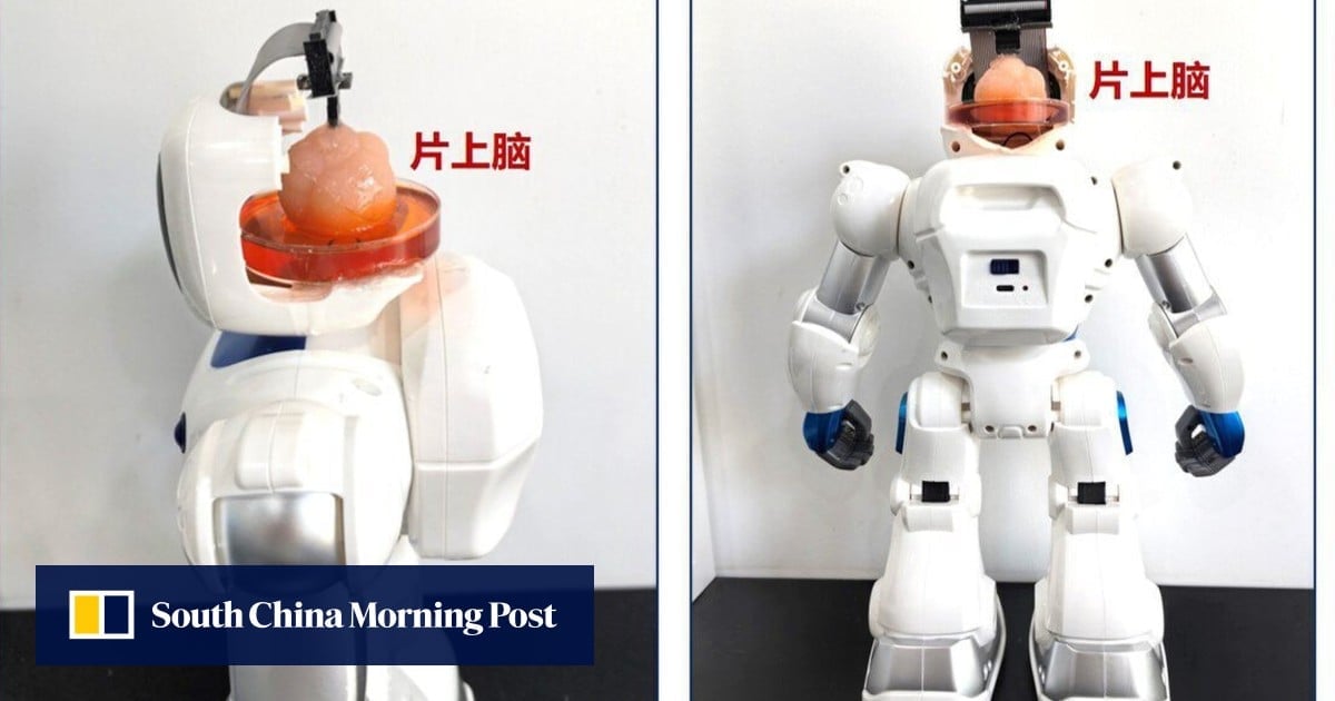Chinese scientists create robot with brain made from human stem cells