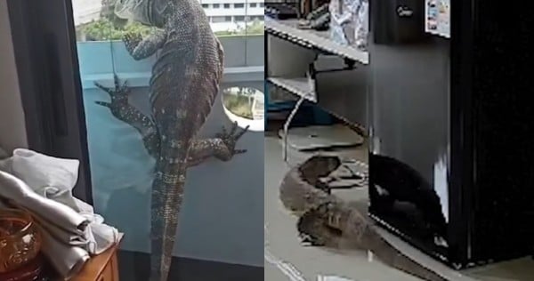 'Coming up 11 floors is quite ridiculous': Punggol resident's shock as monitor lizard suddenly wanders into flat