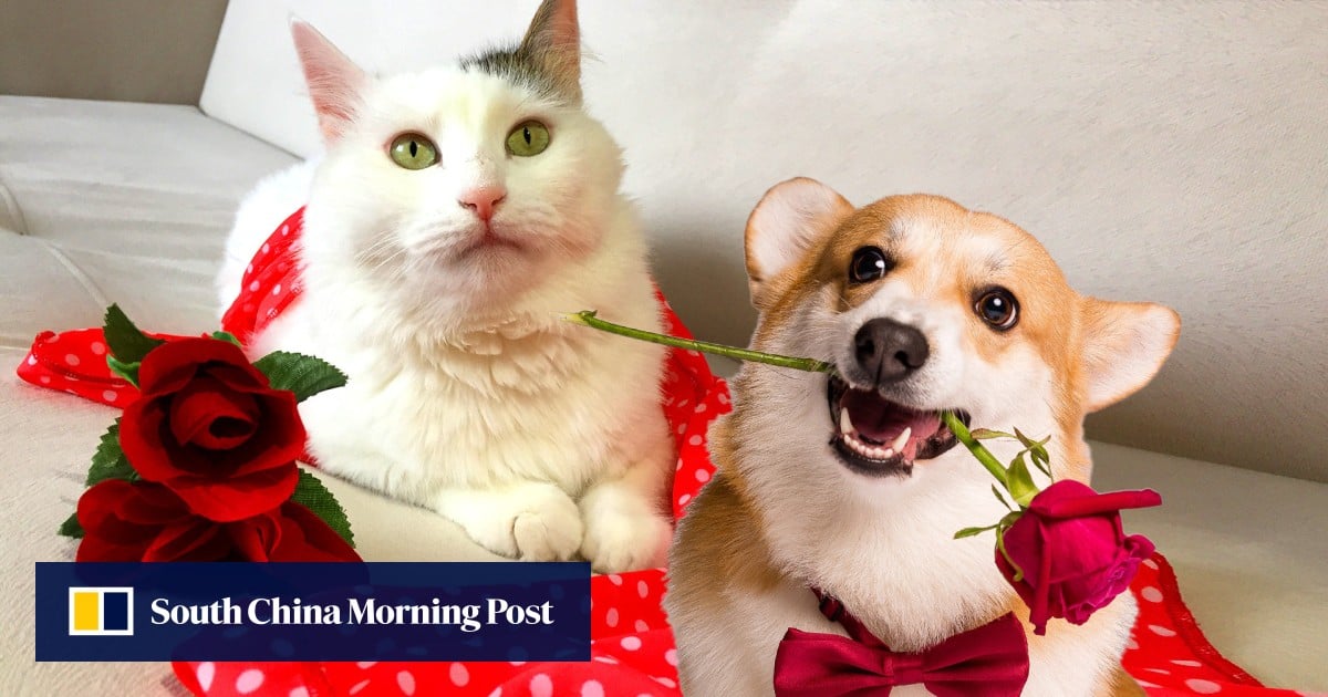 Date my cat: China youth host matchmaking events for pets to relieve stress, pressure to get married