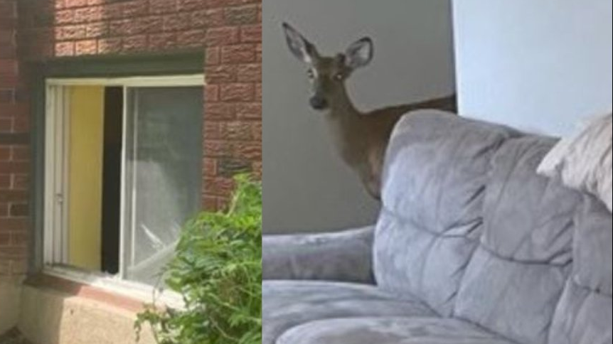 Deer makes unexpected visit to Ottawa apartment 