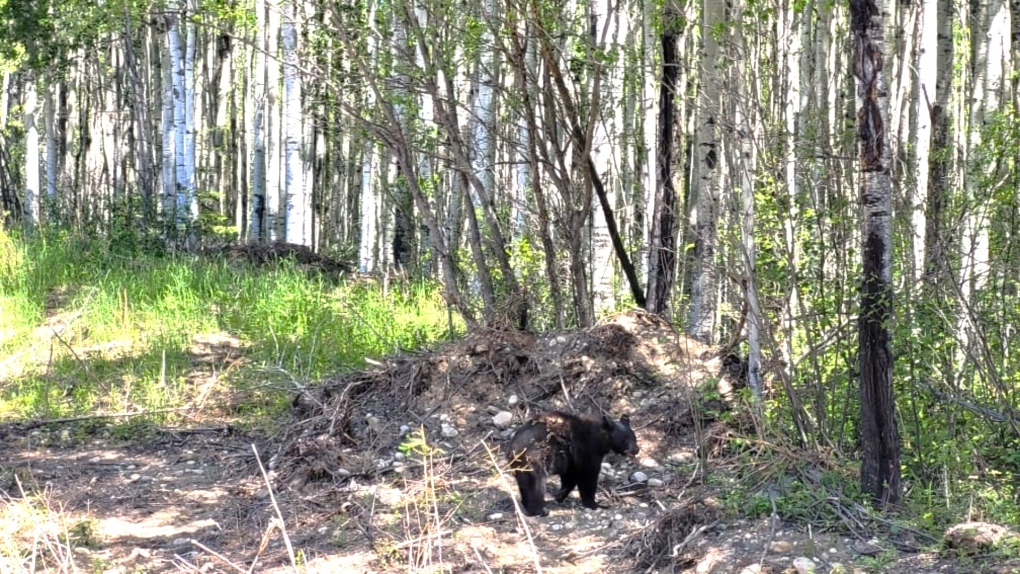 Emaciated bear cub found wandering Alberta town released back into wild