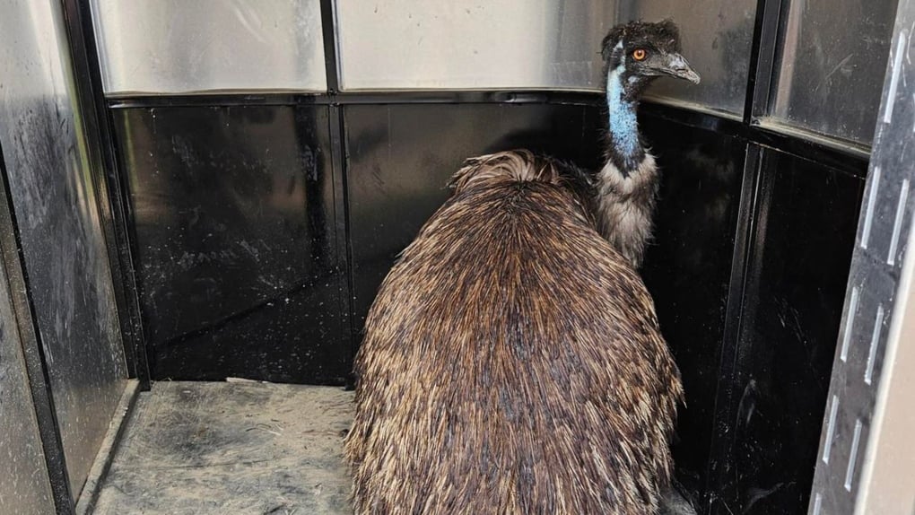 Emu on the lam: Alberta SPCA caring for runaway bird