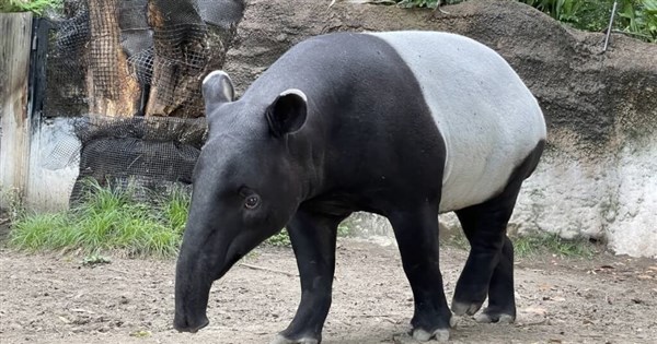 Endangered Malaysian tapir found dead on arrival in Taiwan