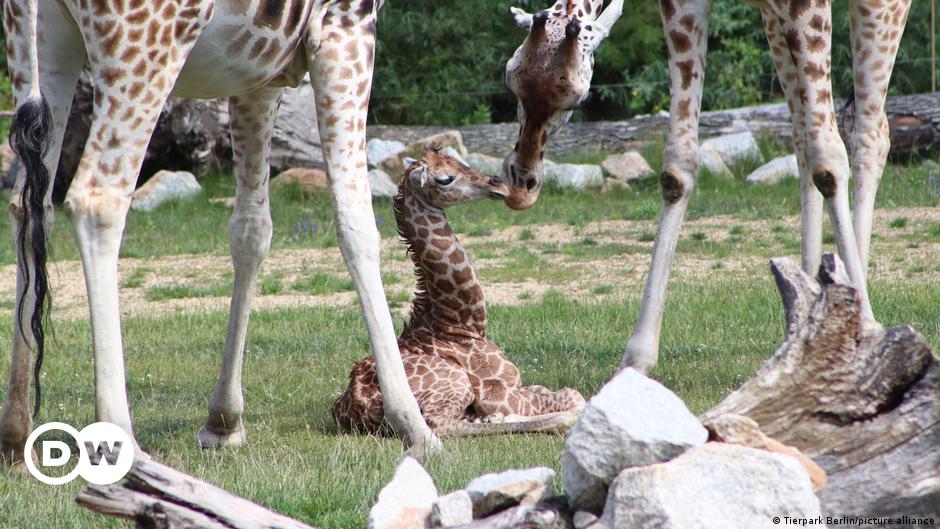 Germany: Rare Rothschild giraffe born at Berlin zoo