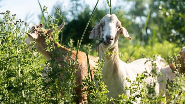 Goats are helping Niagara Parks mow down a big problem