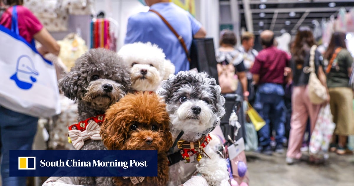 Hong Kong watchdog warns pet owners to be wary of animal boarding services