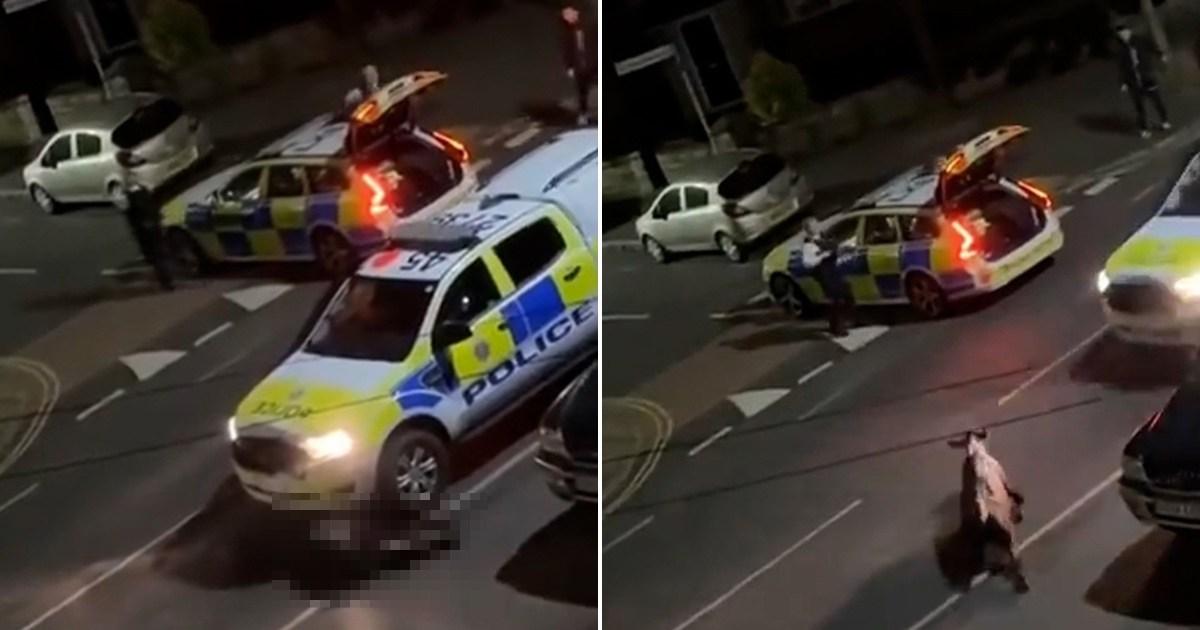 Horrific video of police car deliberately ramming cow sparks outrage