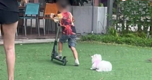 'I hope some justice can be done': Cafe patron shocked as woman laughs while boy on scooter drags dog on leash