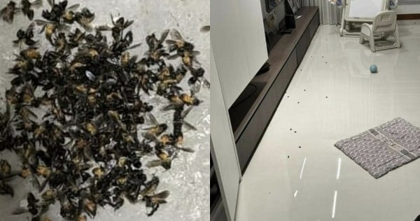 'It was really scary': Swarms of bees send Punggol residents fleeing from their homes 