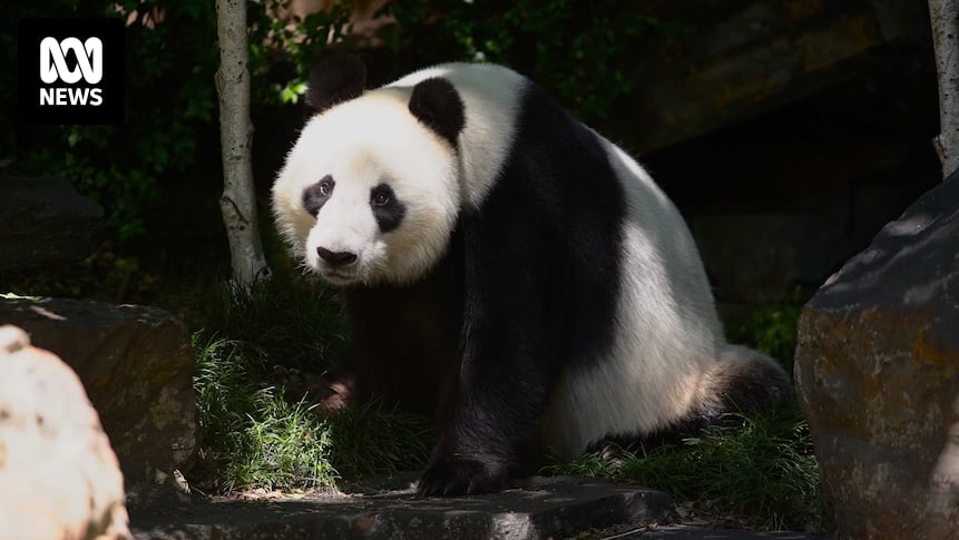 New pair of giant pandas for Adelaide Zoo, Wang Wang and Fu Ni to return to China by end of year