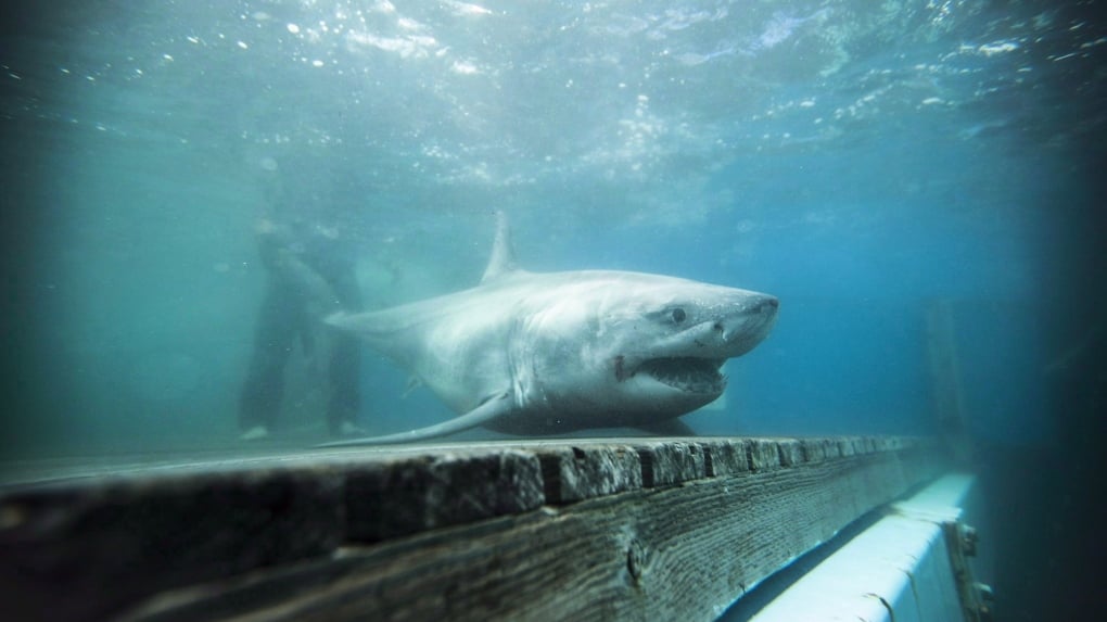 New signs warning of great white sharks in the works for some East Coast beaches