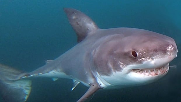 New signs warning of great white sharks in the works for some N.S. beaches