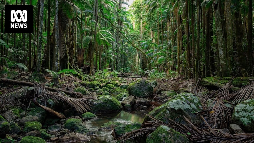 Rainforest project to create new generation of 'super trees' on rural property near Lismore