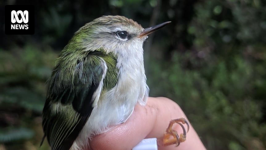 Rifleman, NZ's smallest bird may be 'missing link' in birdsong evolution: study