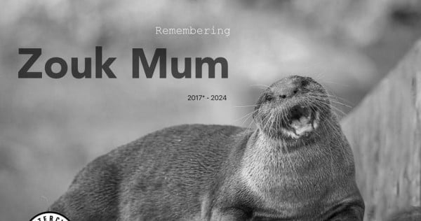 RIP Zouk mum: Matriarch of otter family found dead in Potong Pasir canal after going missing