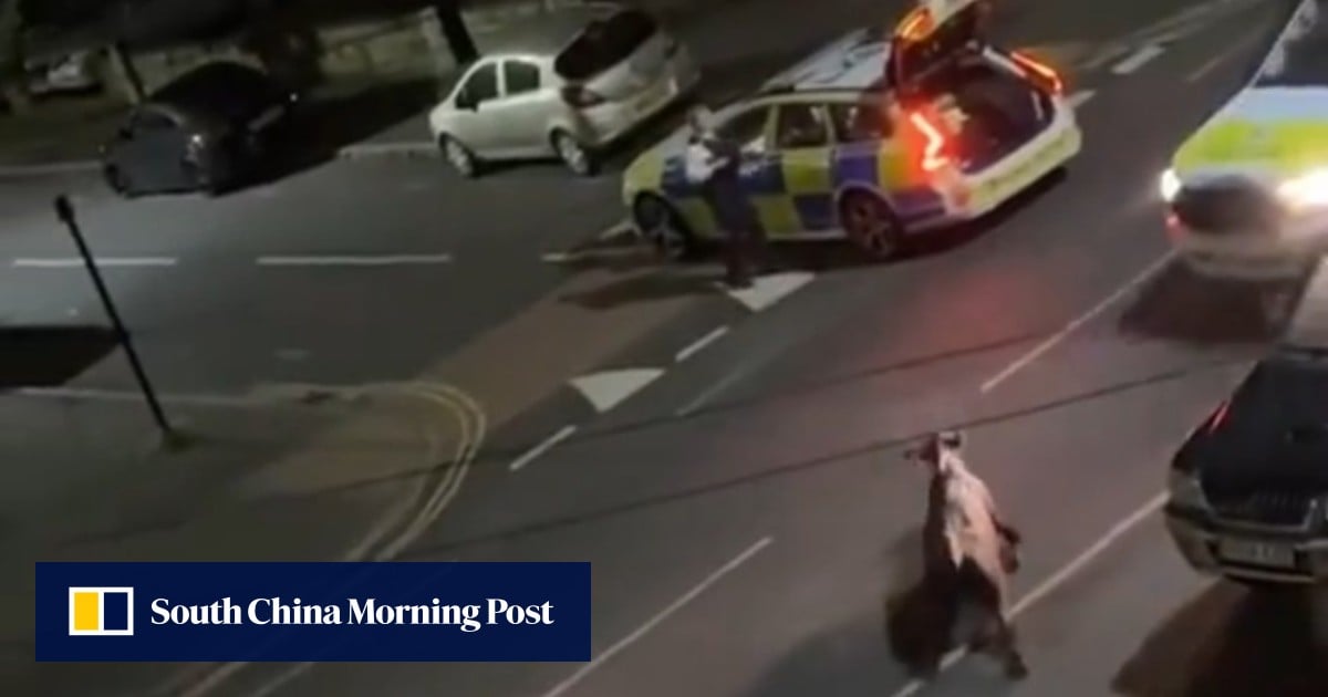 UK minister demands explanation after police ram runaway cow with squad car