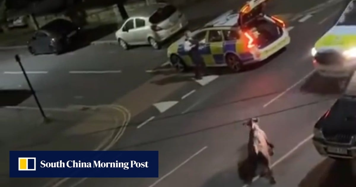 UK officer who rammed cow with police car is removed from frontline duties