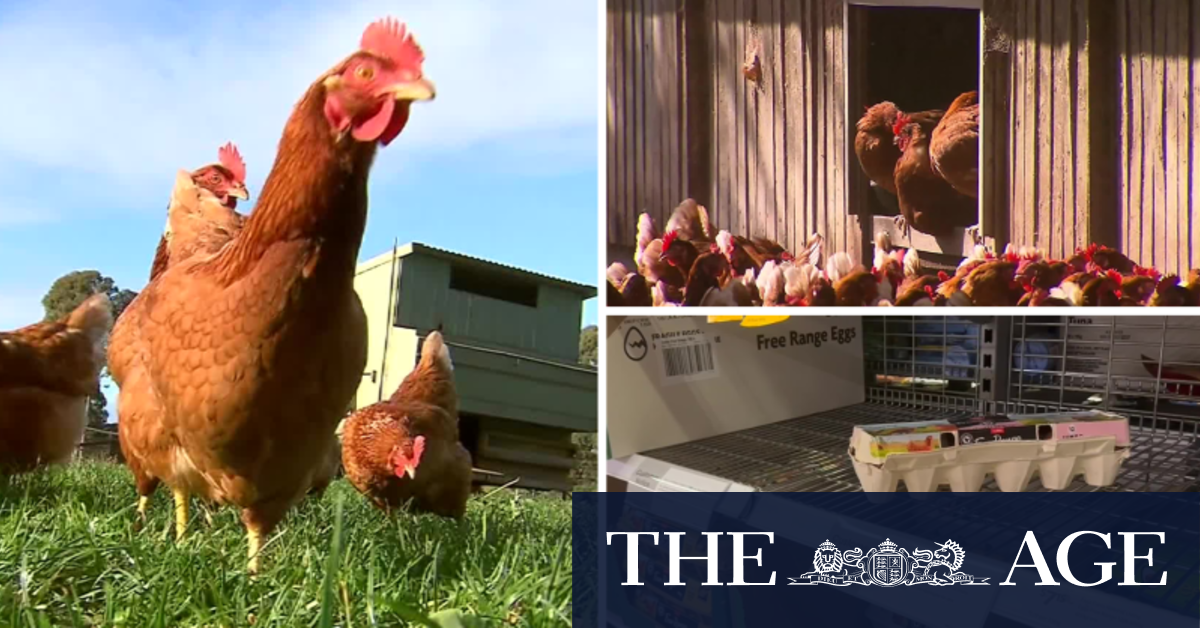 Warning over price of eggs after bird flu outbreak