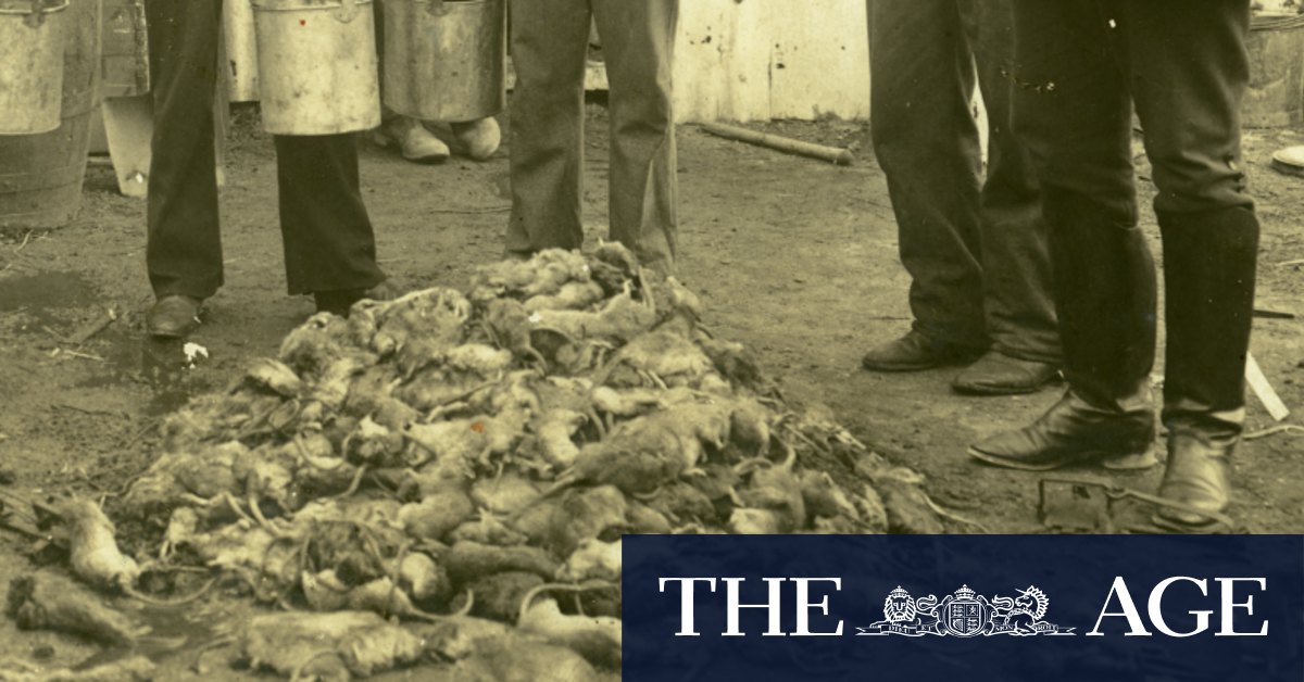 When rats ruled The Rocks and fear stalked the streets of Sydney