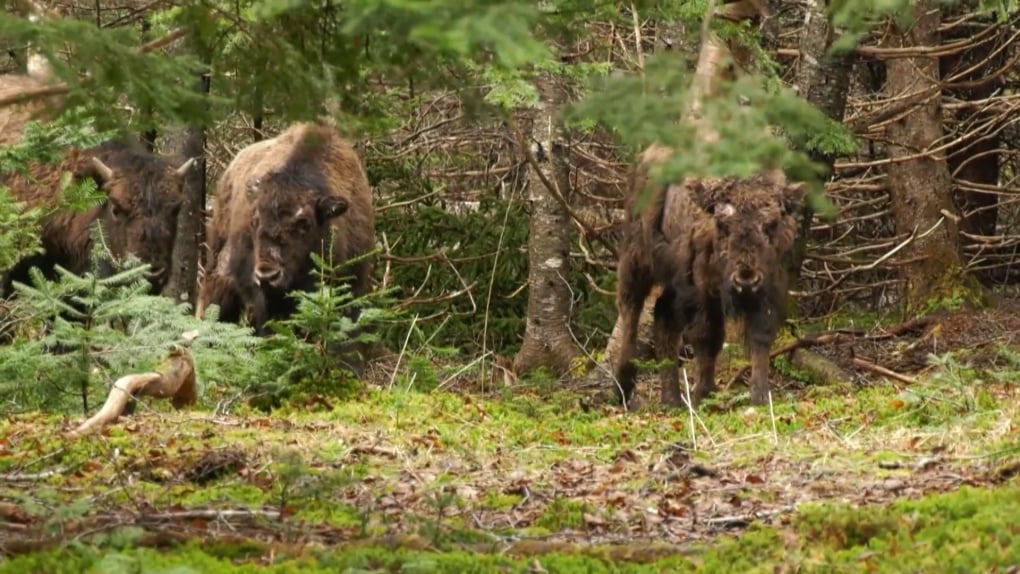 Why aren't free-ranging bison classified as wildlife in Alberta?