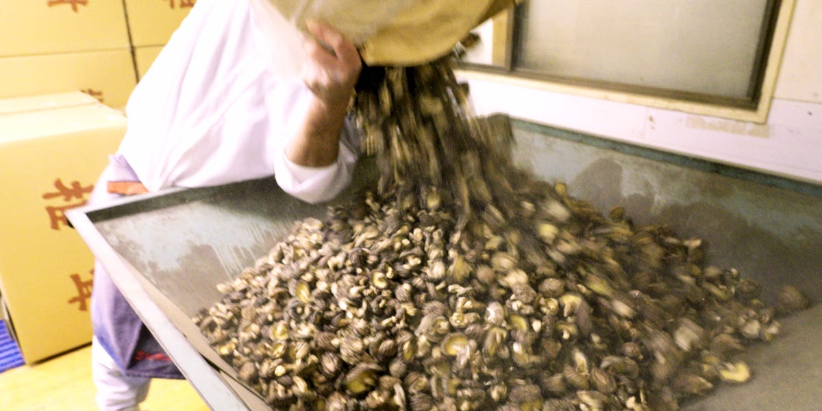 How Japan's priciest shiitake mushrooms fuel the $740 million global shiitake industry