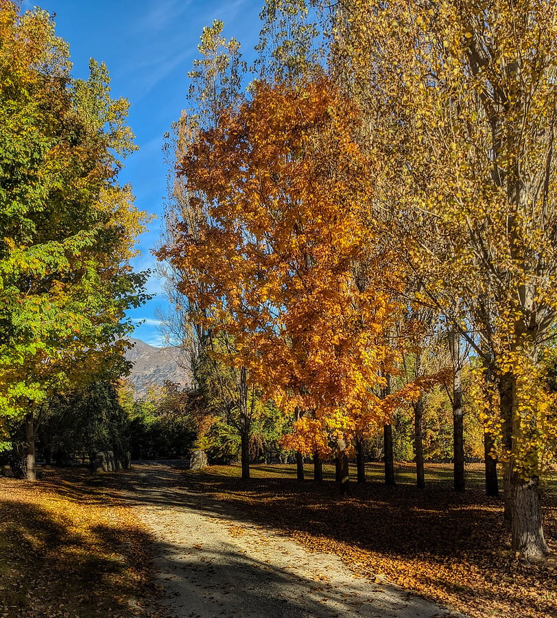 Autumn Walks