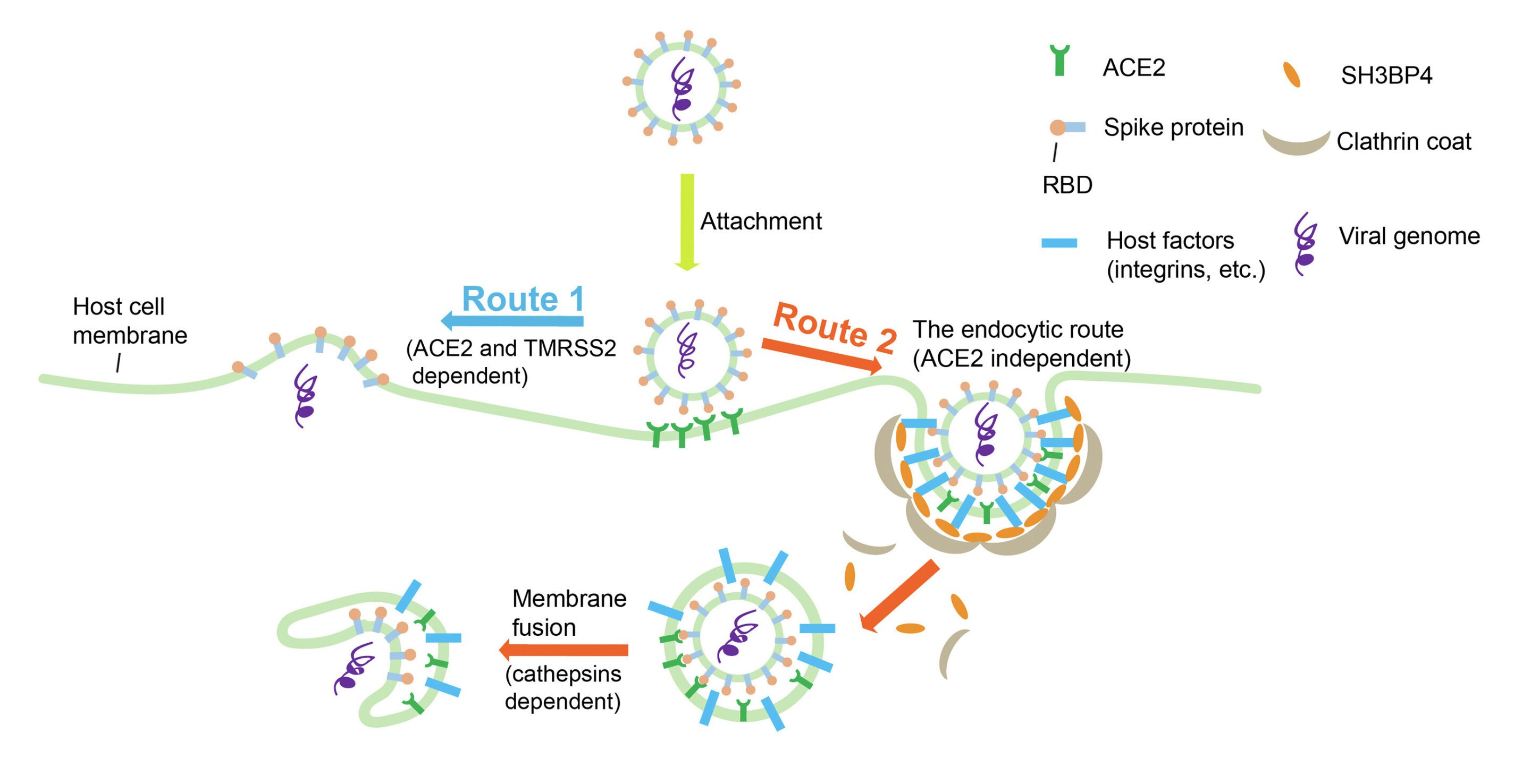 Study identifies novel host factors that facilitates SARS-CoV-2 entry